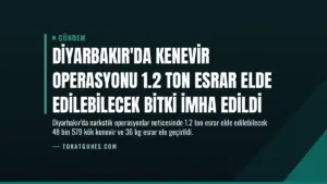 Diyarbakır’da Kenevir Operasyonu 1.2 Ton Esrar Elde Edilebilecek Bitki İmha Edildi